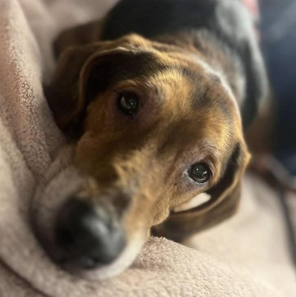 Enlarge Theo, a Adoptable mixed breed in Winchester, VA image 5/5