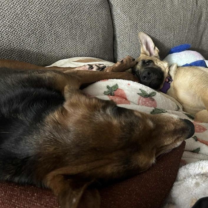 Enlarge Theo, a Adoptable mixed breed in Winchester, VA image 3/5