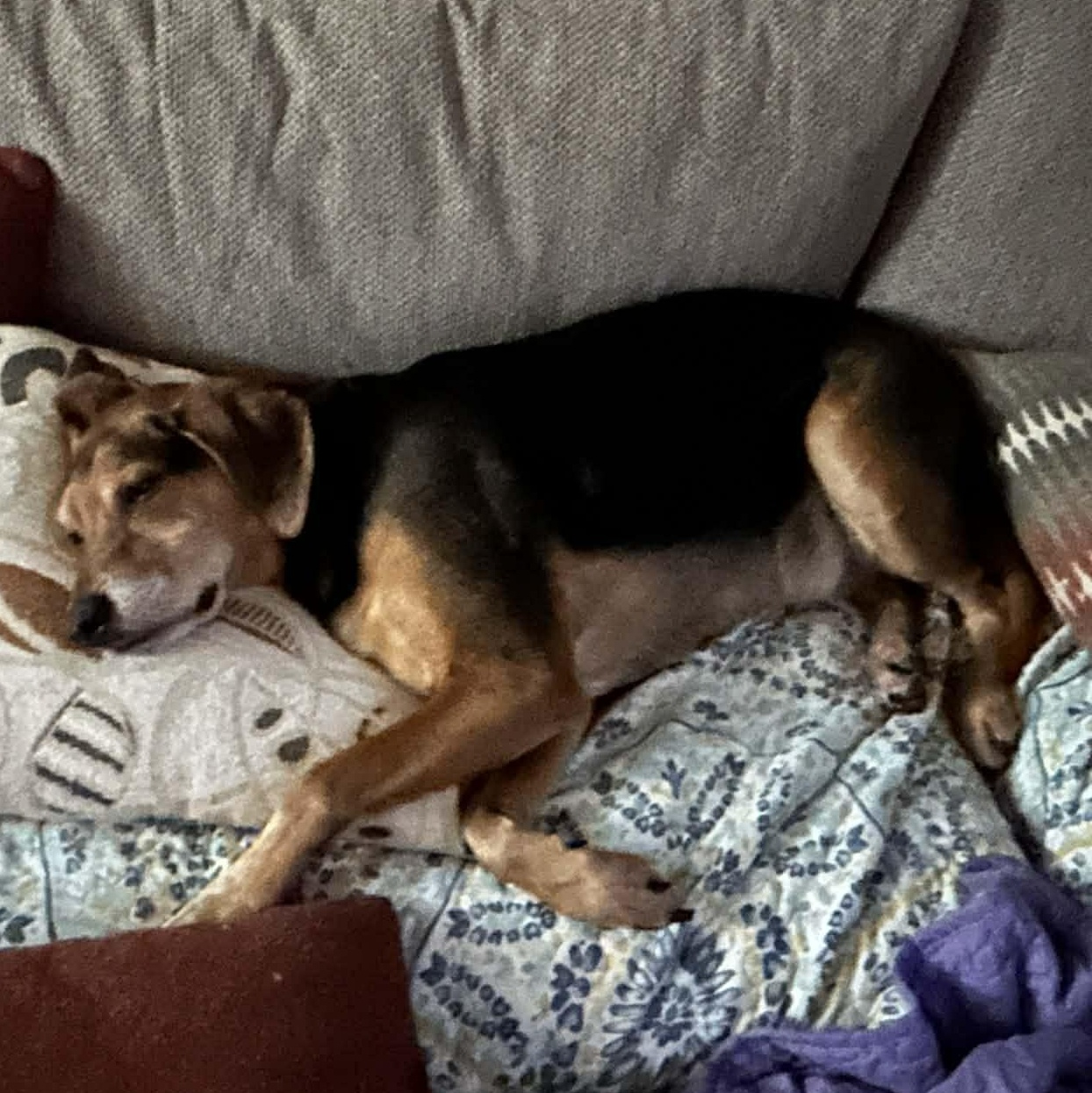 Enlarge Theo, a Adoptable mixed breed in Winchester, VA image 6/6