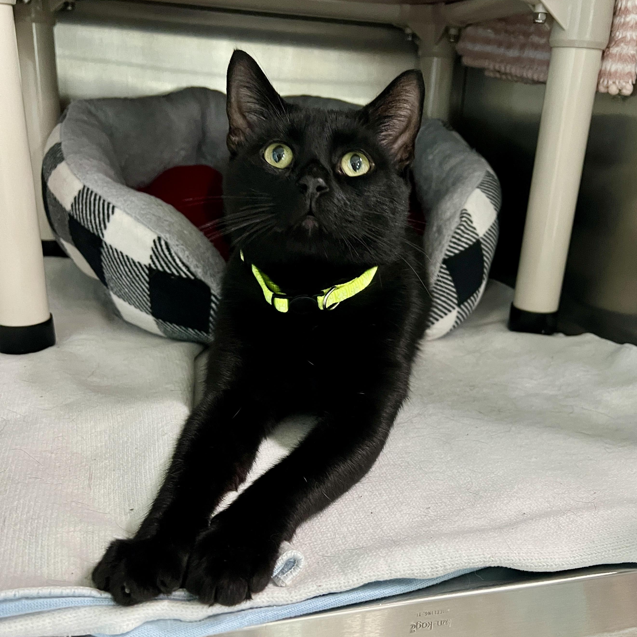 Pablo, Adoptable, Adult Male Domestic Short Hair.