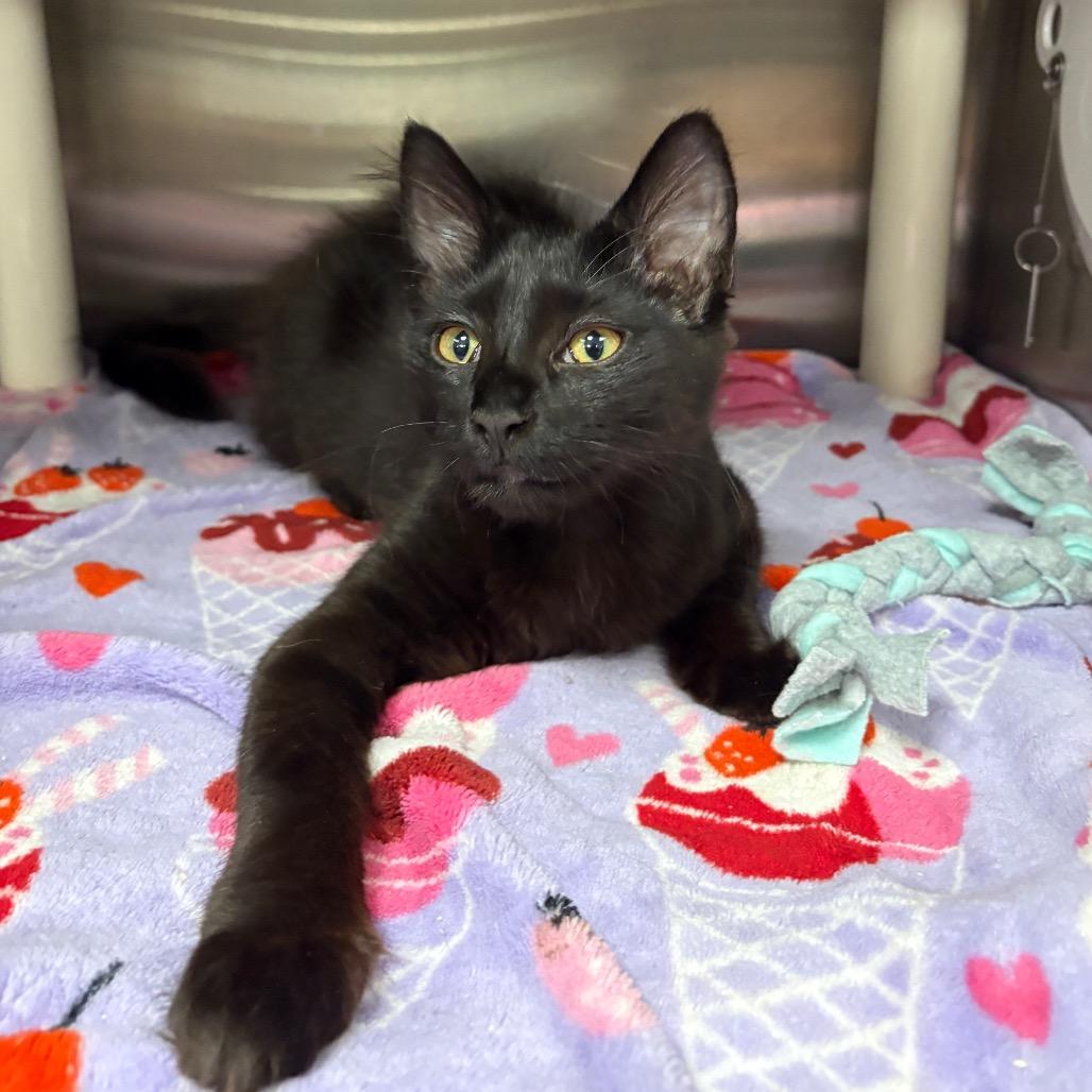 Rhae, Adoptable, Kitten Female Domestic Medium Hair.