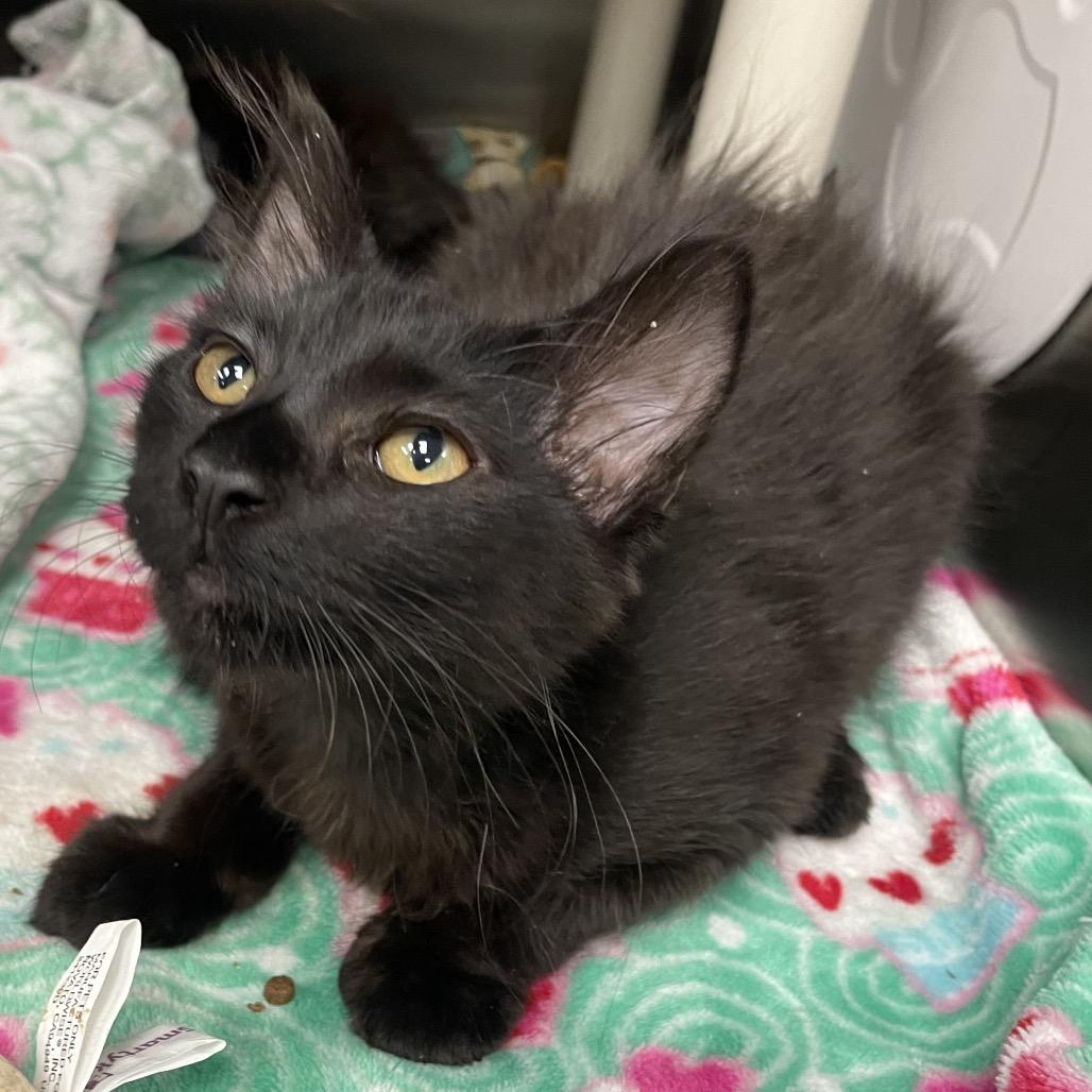 Rhae, a Adoptable Domestic Medium Hair in Keizer, OR image 2/6