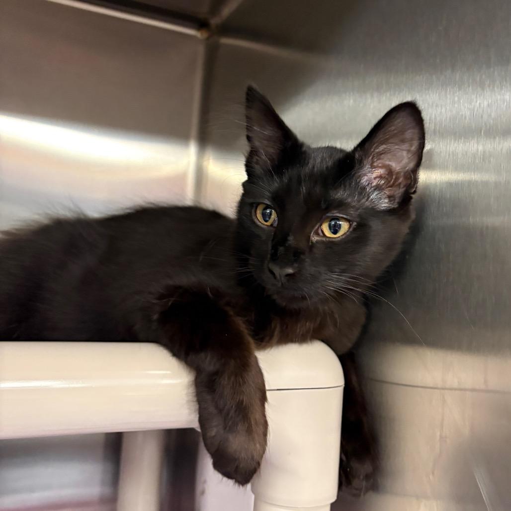 Rhae, a Adoptable Domestic Medium Hair in Keizer, OR image 3/6