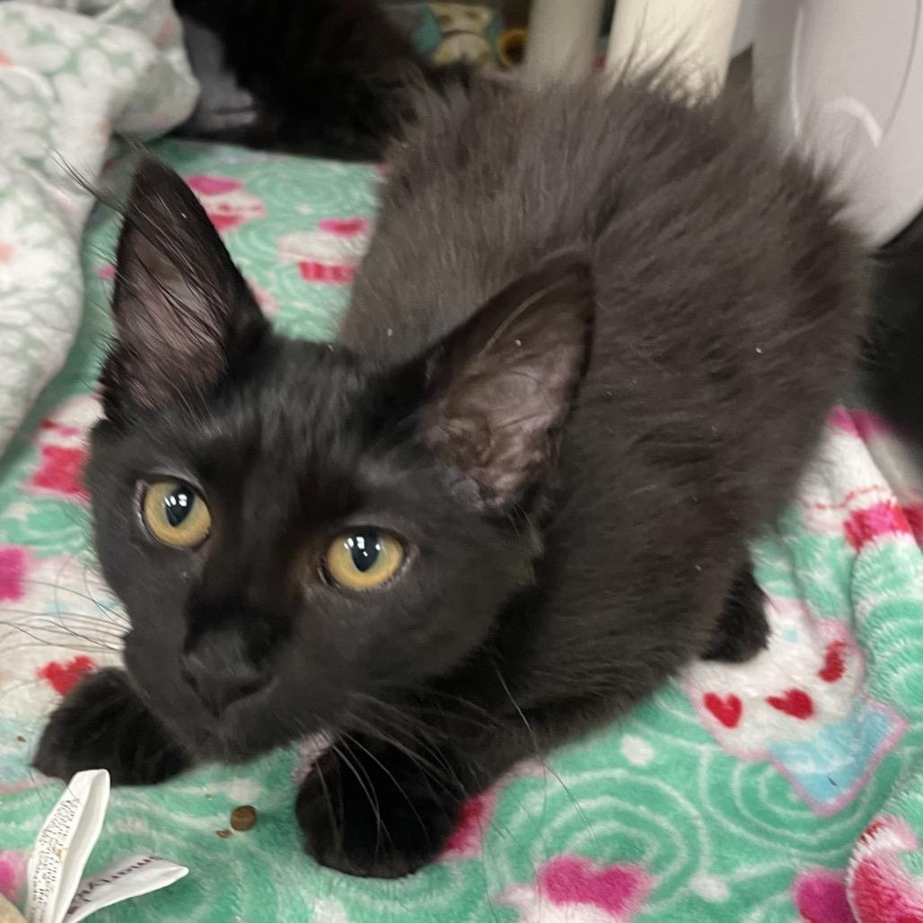 Rhae, a Adoptable Domestic Medium Hair in Keizer, OR image 4/6