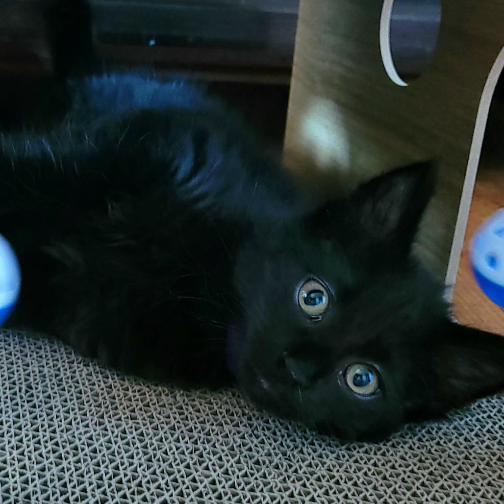 Rhae, a Adoptable Domestic Medium Hair in Keizer, OR image 5/6