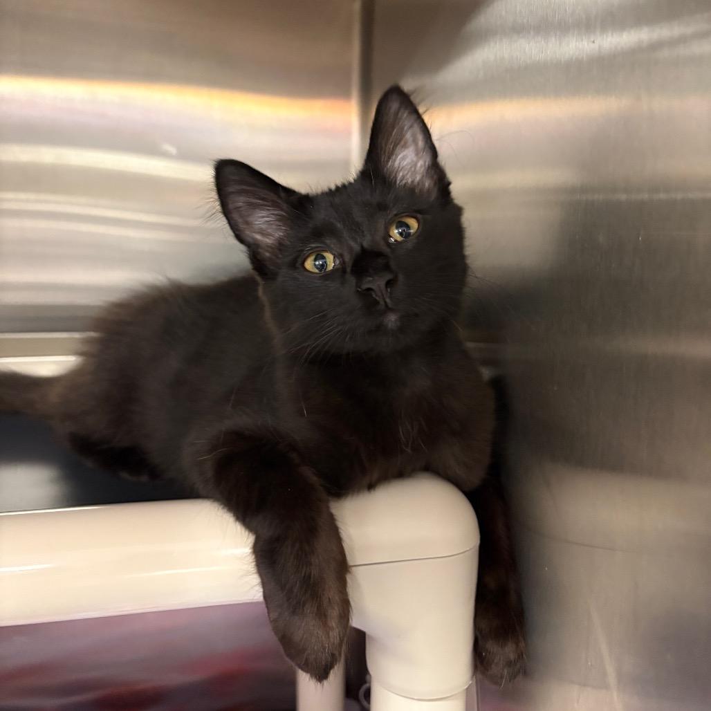 Rhae, a Adoptable Domestic Medium Hair in Keizer, OR image 6/6