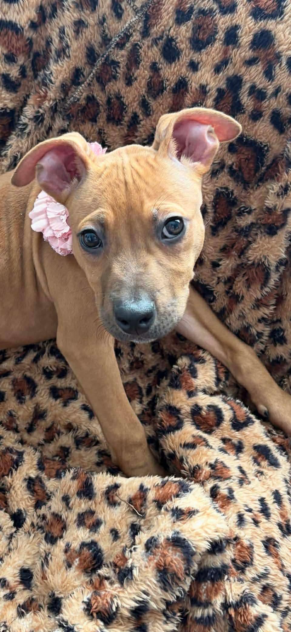 Enlarge Lena, a ADOPTABLE mixed breed in Pensacola, FL image 2/3