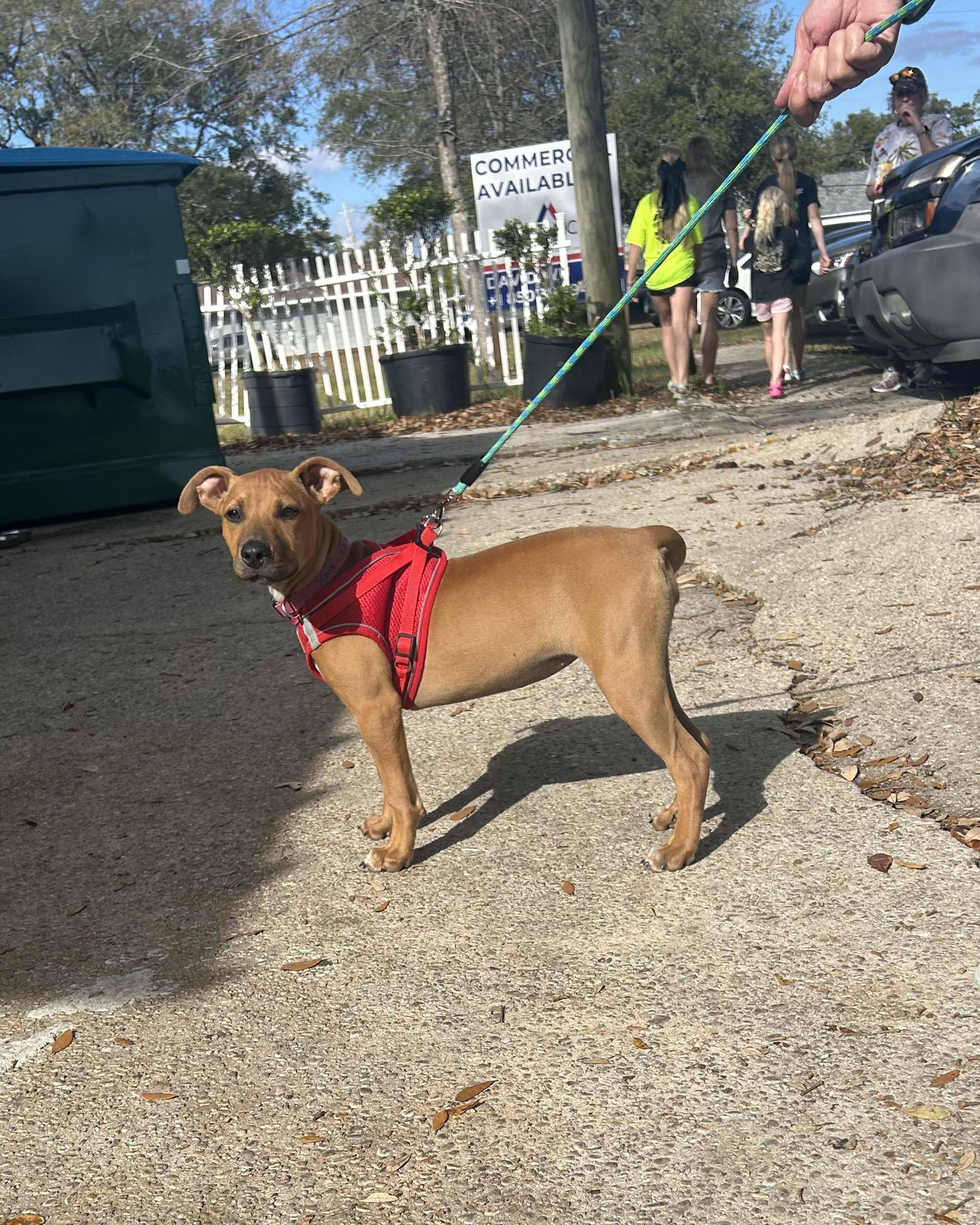 Lena, adoptable, Young Female Rhodesian Ridgeback.