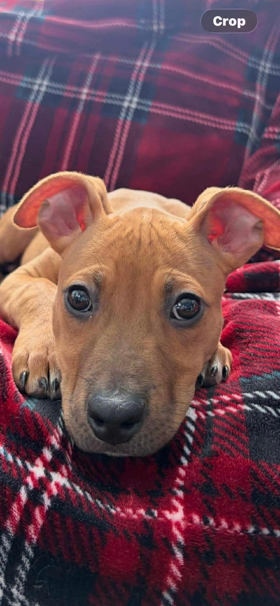 Enlarge Lena, a ADOPTABLE mixed breed in Pensacola, FL image 3/3