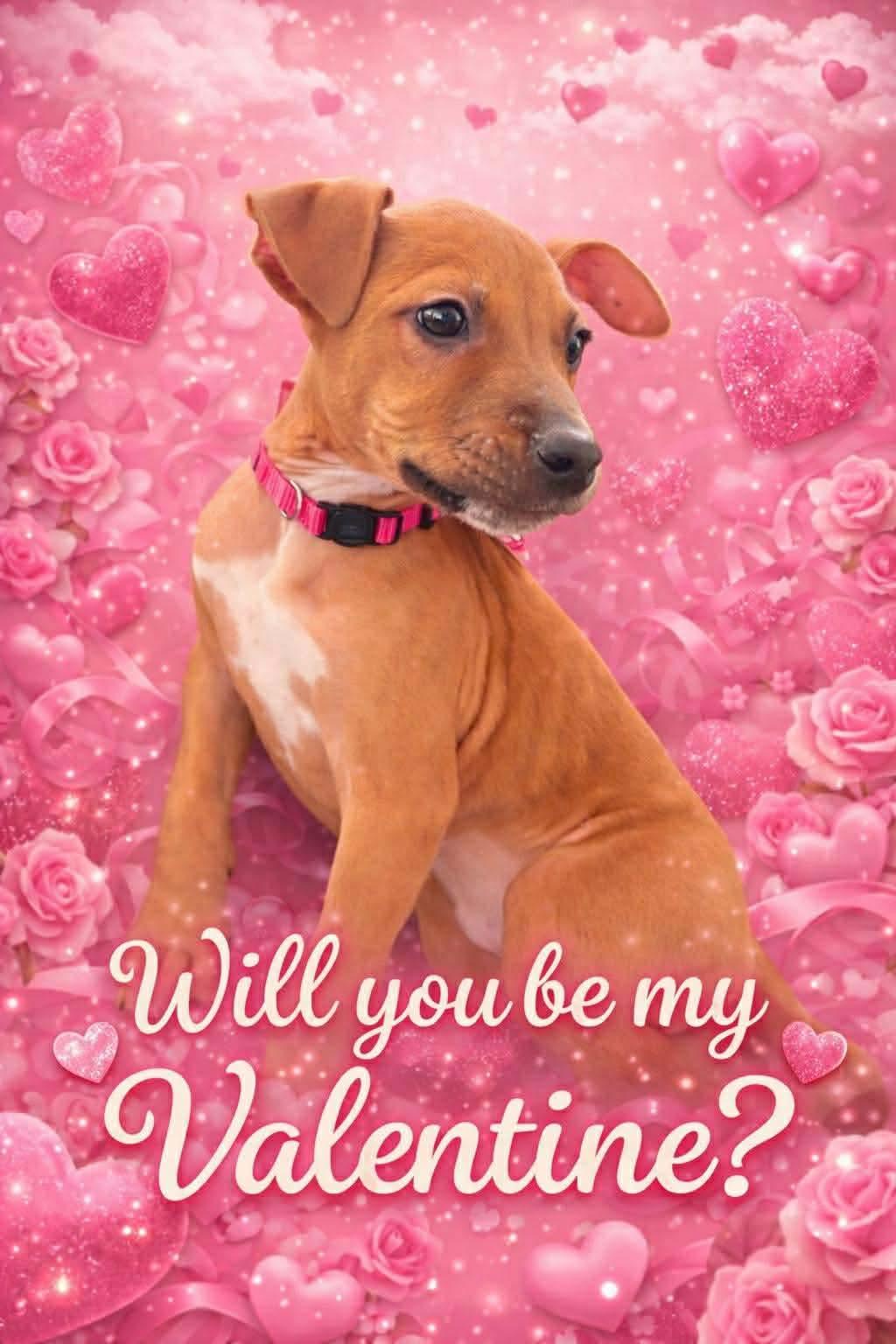 Enlarge Lena, a ADOPTABLE mixed breed in Pensacola, FL image 1/1