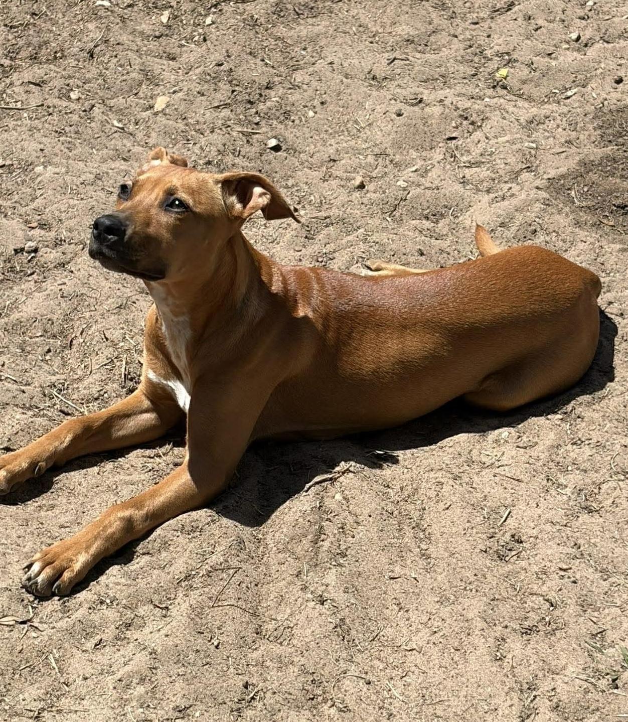 Enlarge Lena, an adoptable mixed breed in Pensacola, FL image 3/3