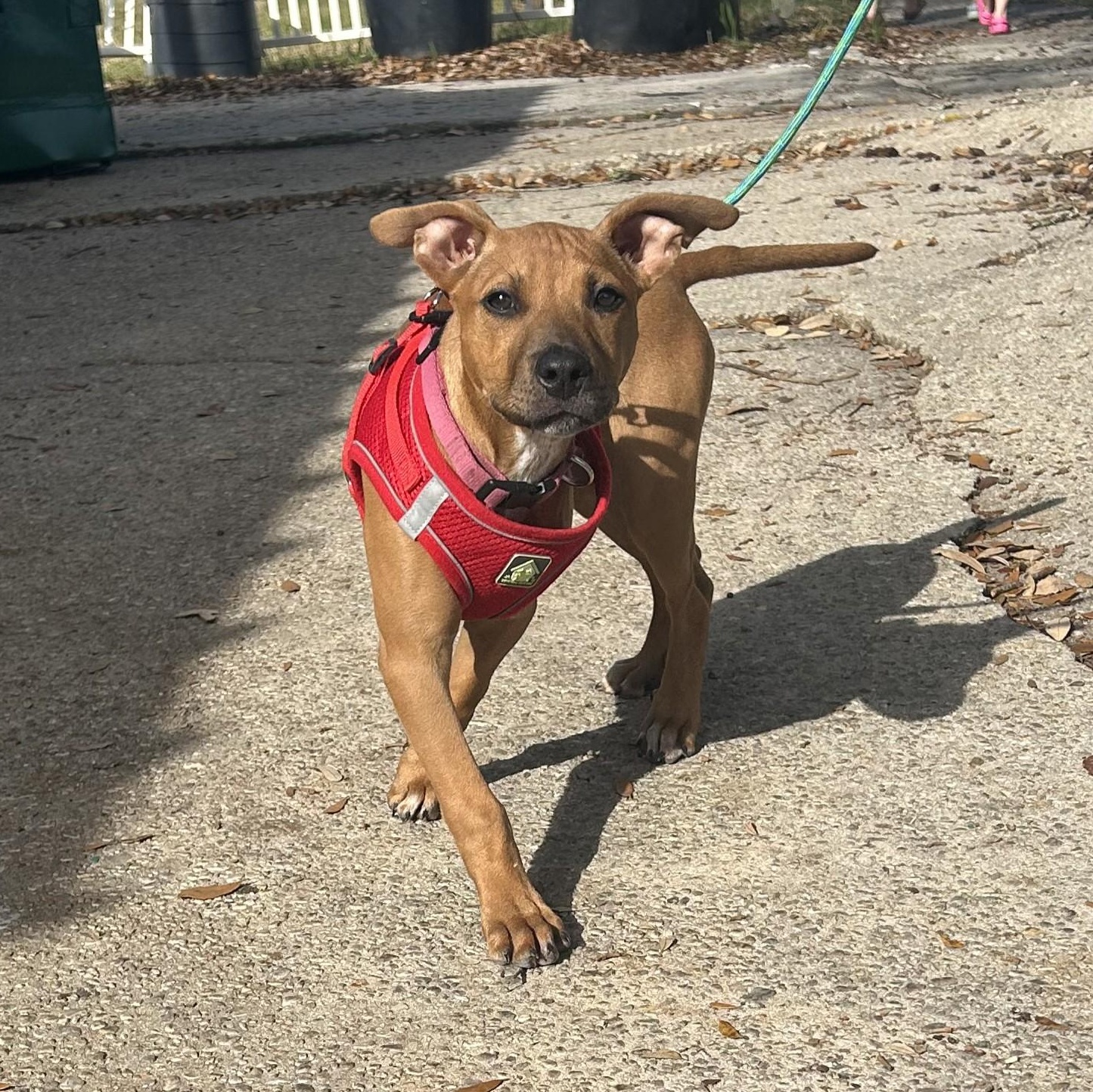 Lena, adoptable, Young Female Mixed Breed.