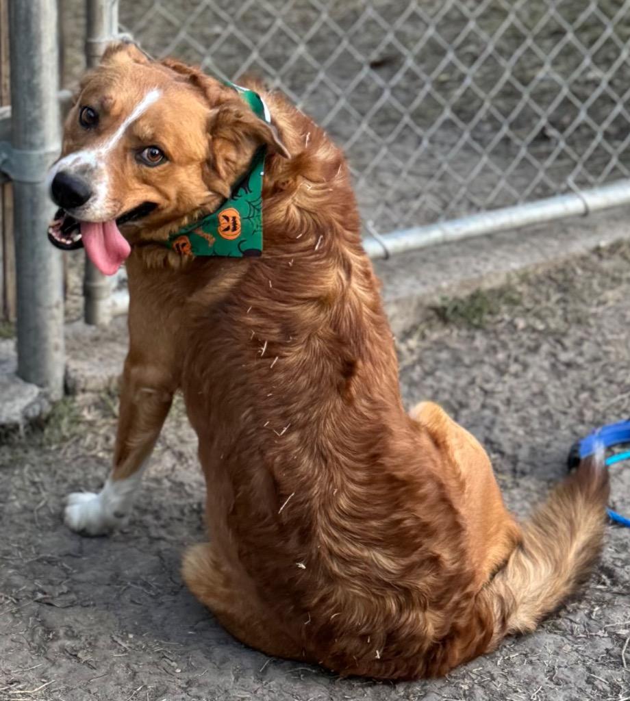 Little Bear, Adoptable, Adult Male Cattle Dog.