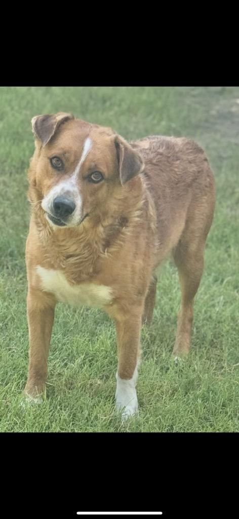 Little Bear, Adoptable, Adult Male Cattle Dog.