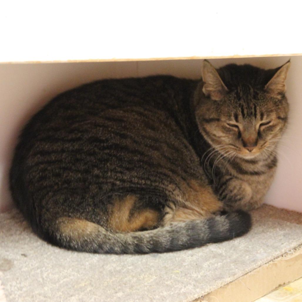 Sunday, Adoptable, Adult Female Domestic Short Hair.