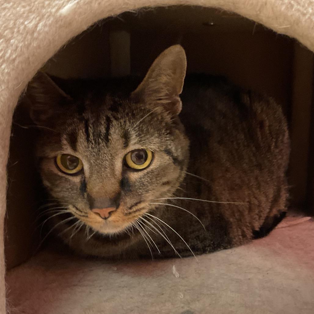 Sunday, Adoptable, Adult Female Domestic Short Hair.