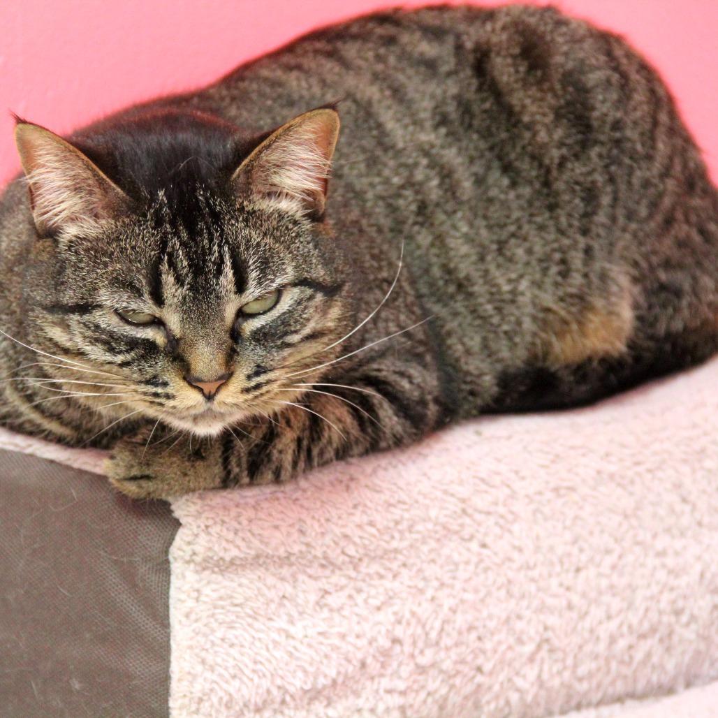 Sunday, a Adoptable Domestic Short Hair in Monroe, LA image 3/3