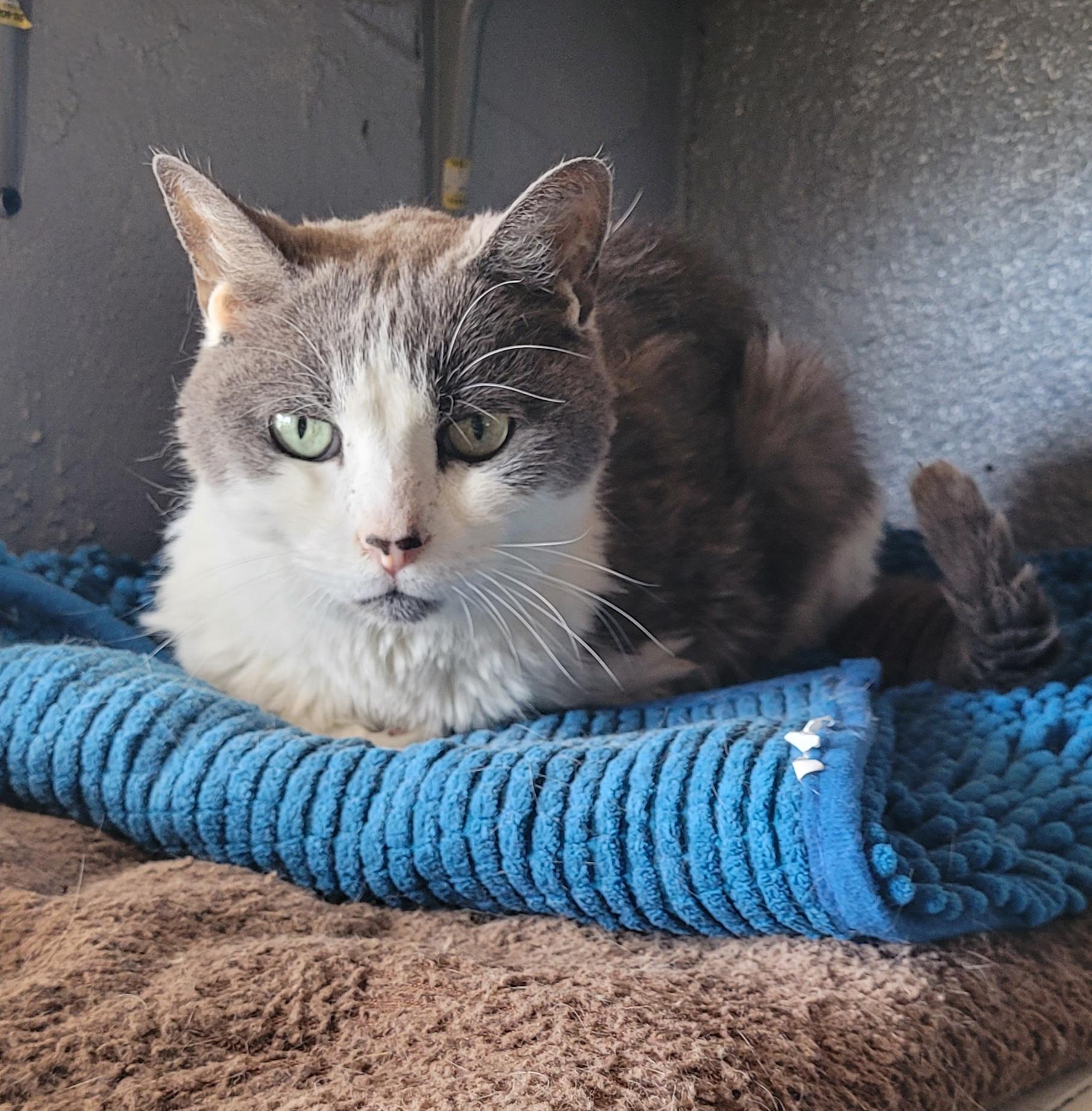 Enlarge Neumann, a Adoptable Domestic Short Hair in Alpine, TX image 1/2