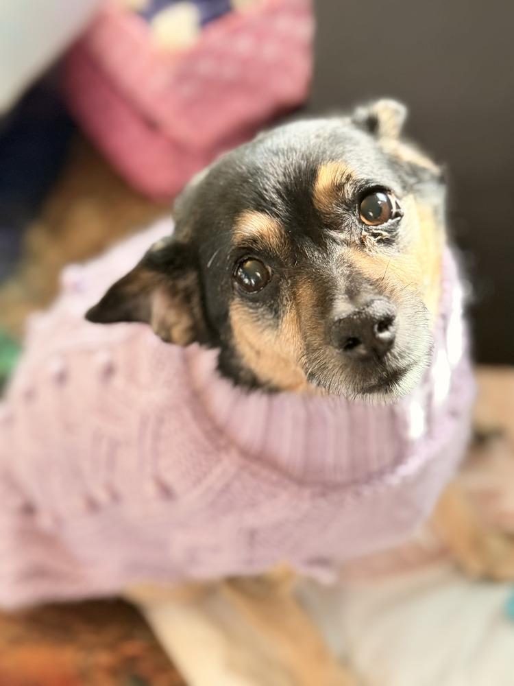 Enlarge Lizzie, a Adoptable mixed breed in Eugene, OR image 1/3