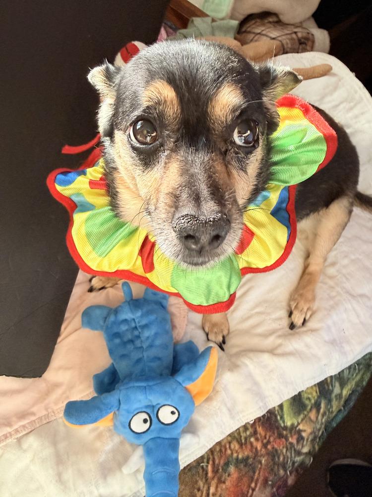 Enlarge Lizzie, a Adoptable mixed breed in Eugene, OR image 2/3