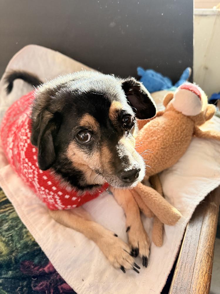 Enlarge Lizzie, a Adoptable mixed breed in Eugene, OR image 3/3