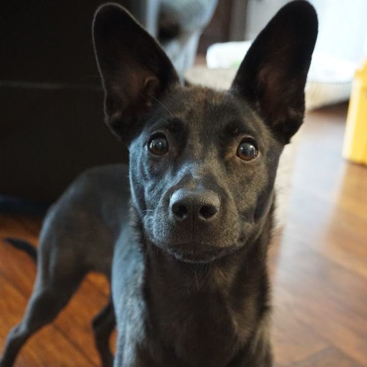 Gus, Adult Male unknown