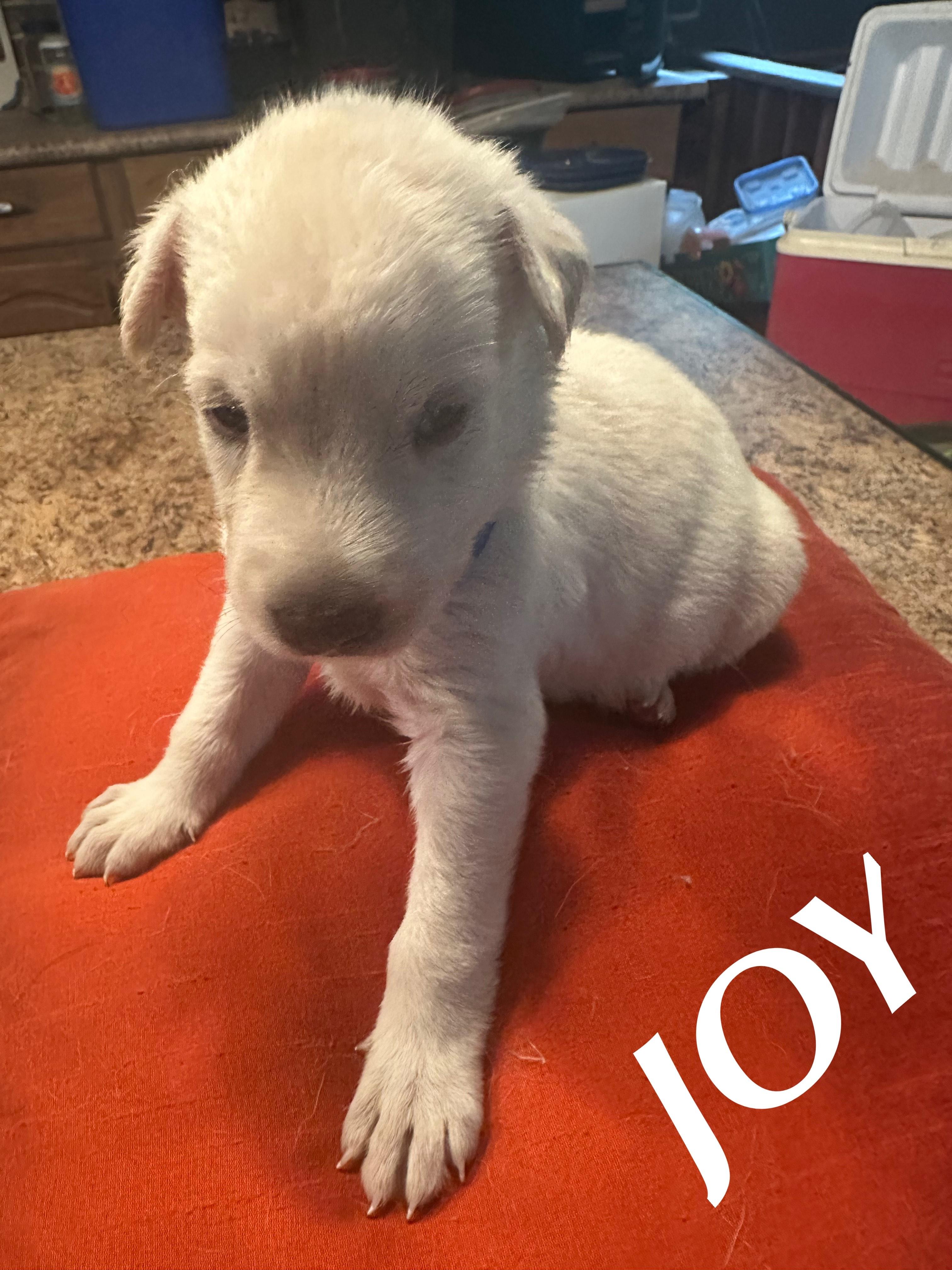 Joy, an adoptable German Shepherd Dog, Labrador Retriever in Winnipeg, MB, R2C 3A4 | Photo Image 2