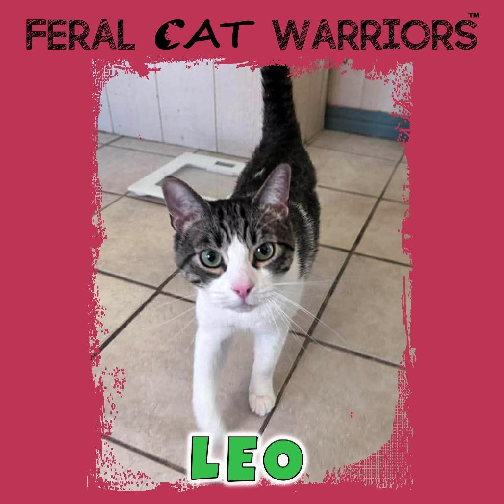 Leo, Adoptable, Senior Male Domestic Short Hair.