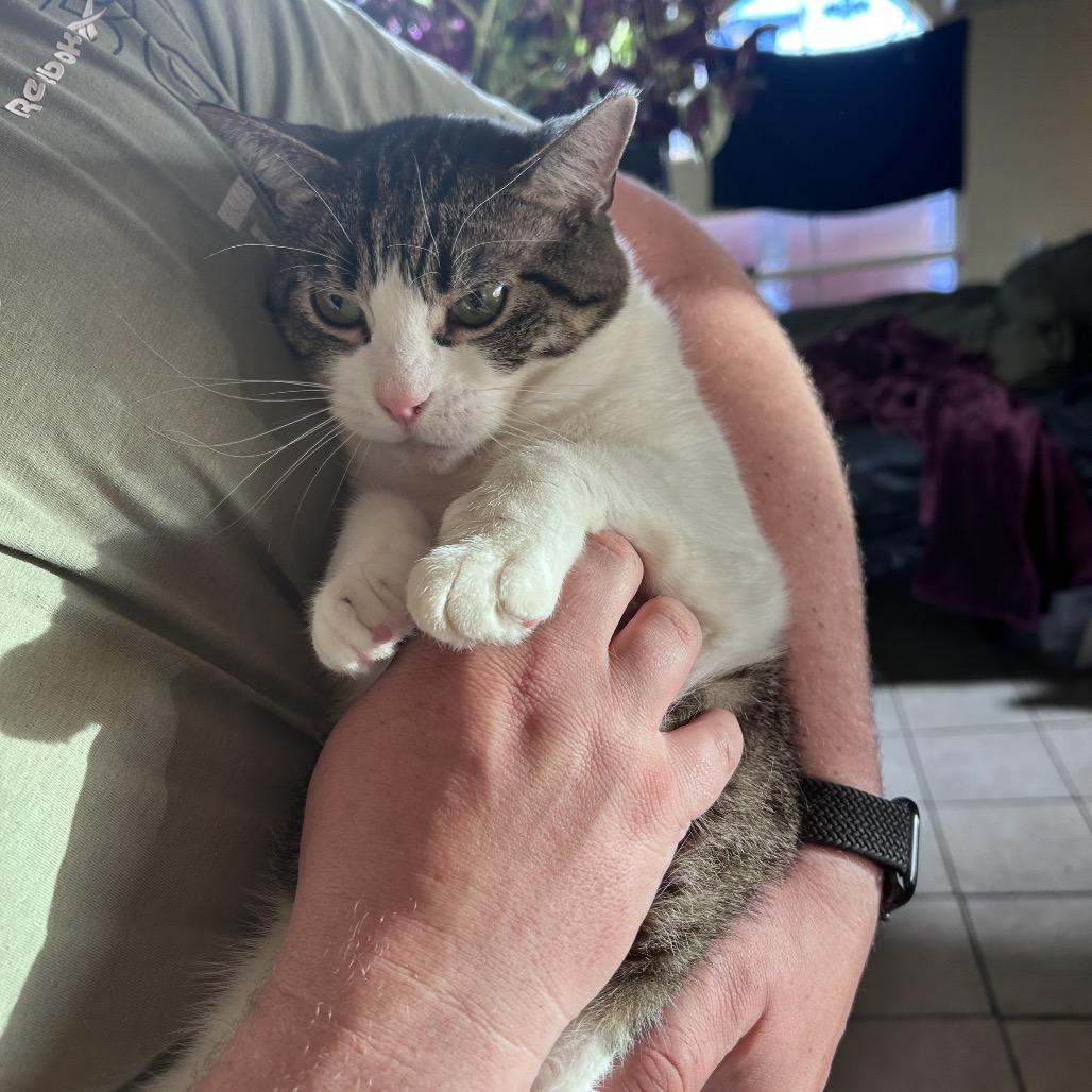 Enlarge Leo, a Adoptable Domestic Short Hair in Kingman, AZ image 2/3