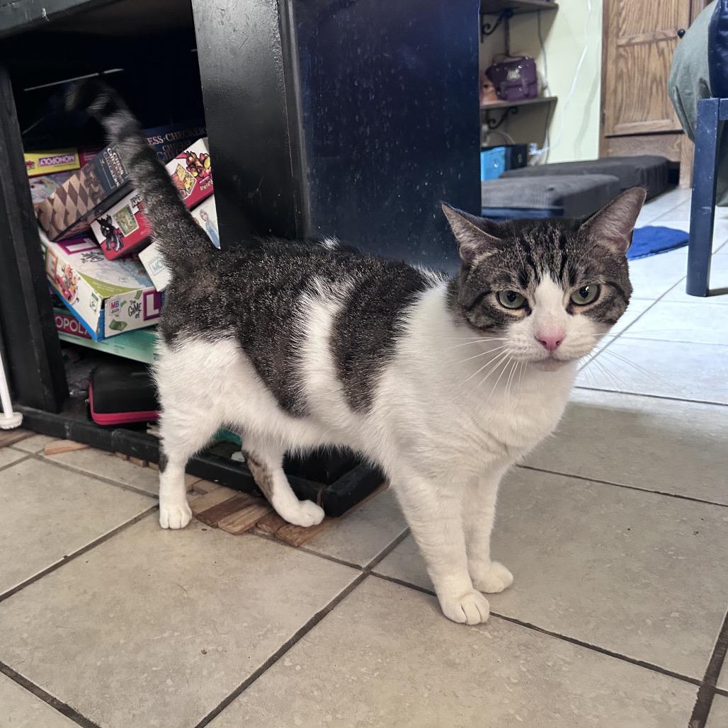 Enlarge Leo, a Adoptable Domestic Short Hair in Kingman, AZ image 3/3