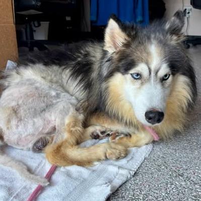 Loki, Adoptable, Adult Male Siberian Husky.