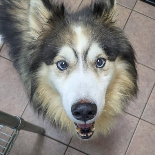 Enlarge Loki, a Adoptable Siberian Husky in Branson, MO image 2/3