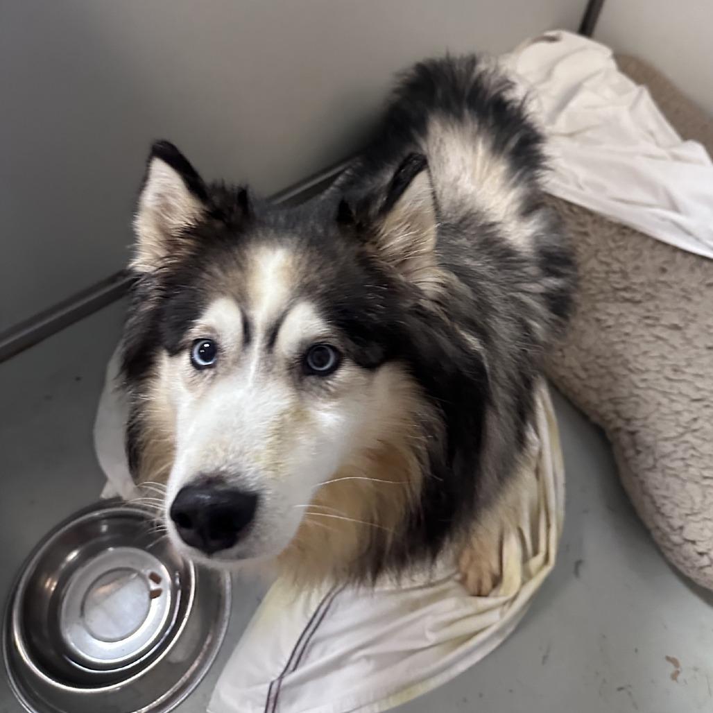Enlarge Loki, a Adoptable Siberian Husky in Branson, MO image 3/3