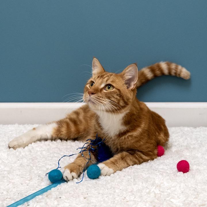 Cello, Adoptable, Adult Male Domestic Short Hair.