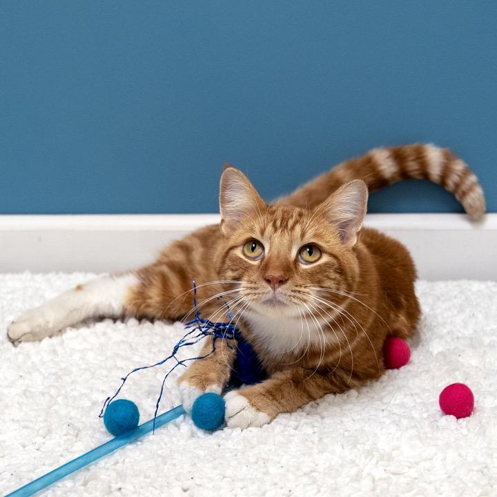 Enlarge Cello, a Adoptable Domestic Short Hair in Pekin, IL image 2/5