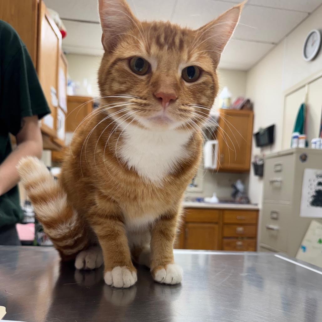 Enlarge Cello, a Adoptable Domestic Short Hair in Pekin, IL image 3/5