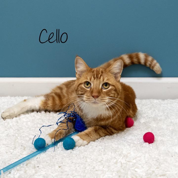 Enlarge Cello, a Adoptable Domestic Short Hair in Pekin, IL image 4/5