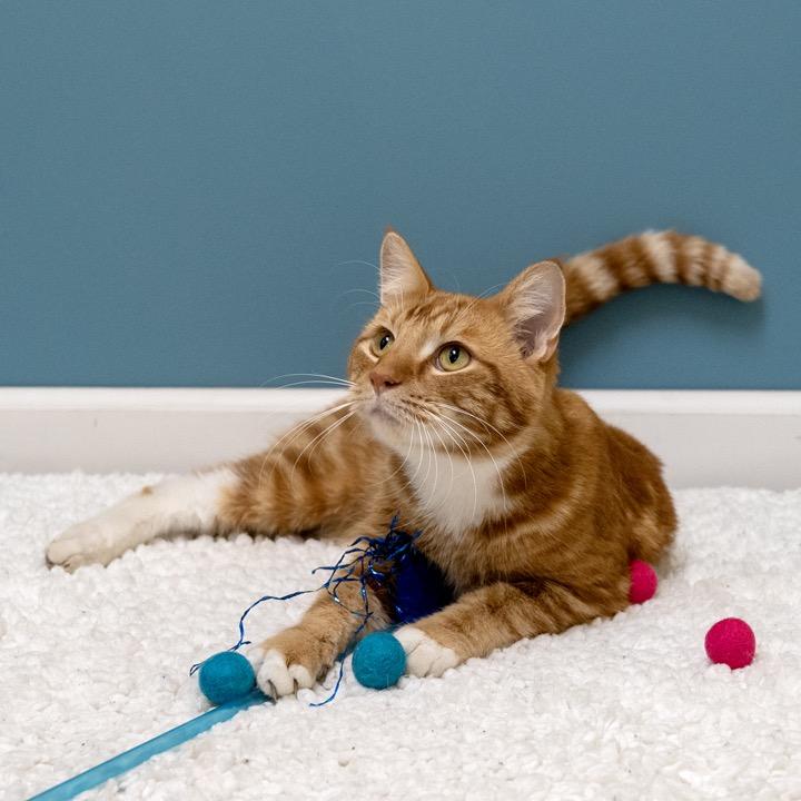 Enlarge Cello, a Adoptable Domestic Short Hair in Pekin, IL image 5/5