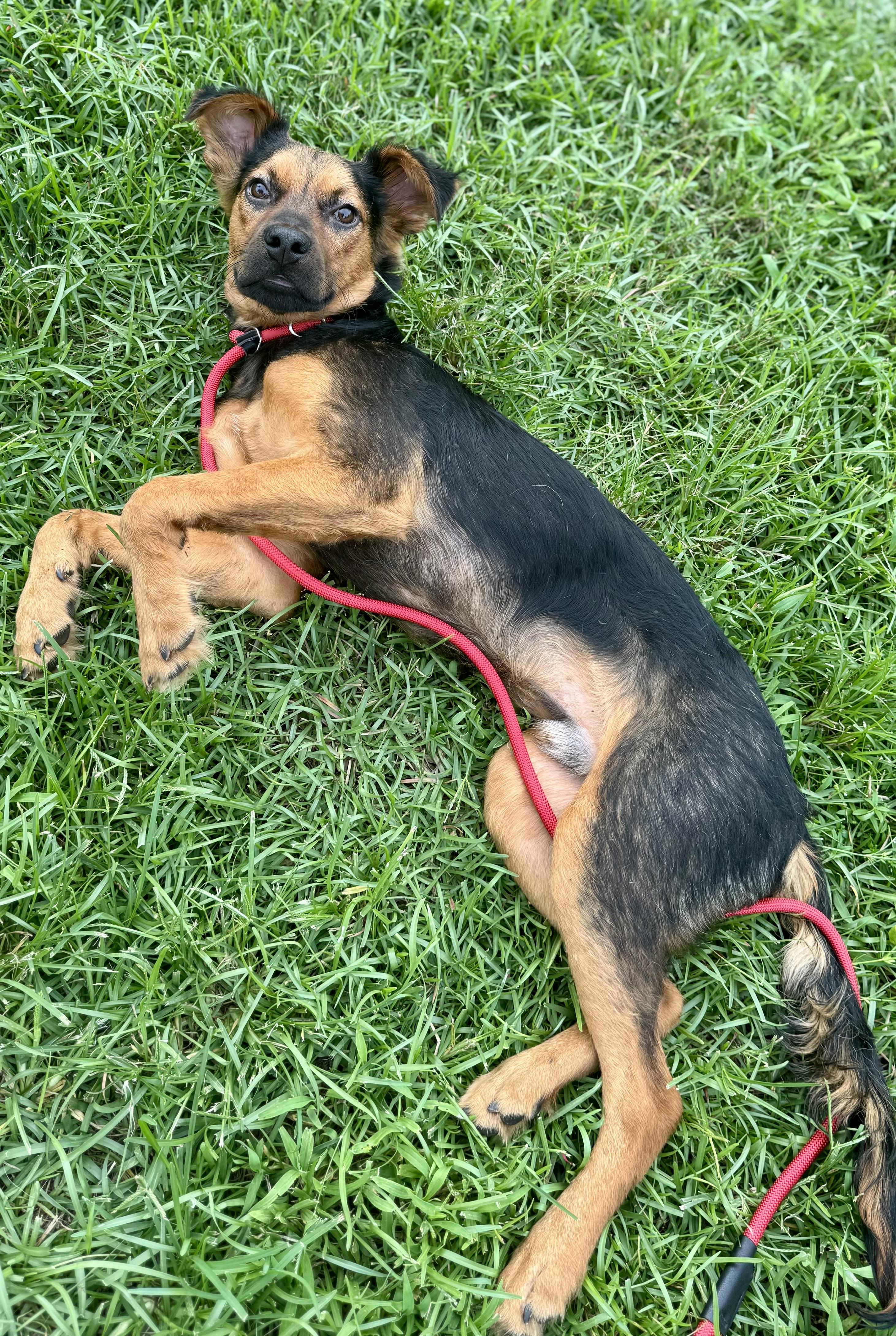Ernie