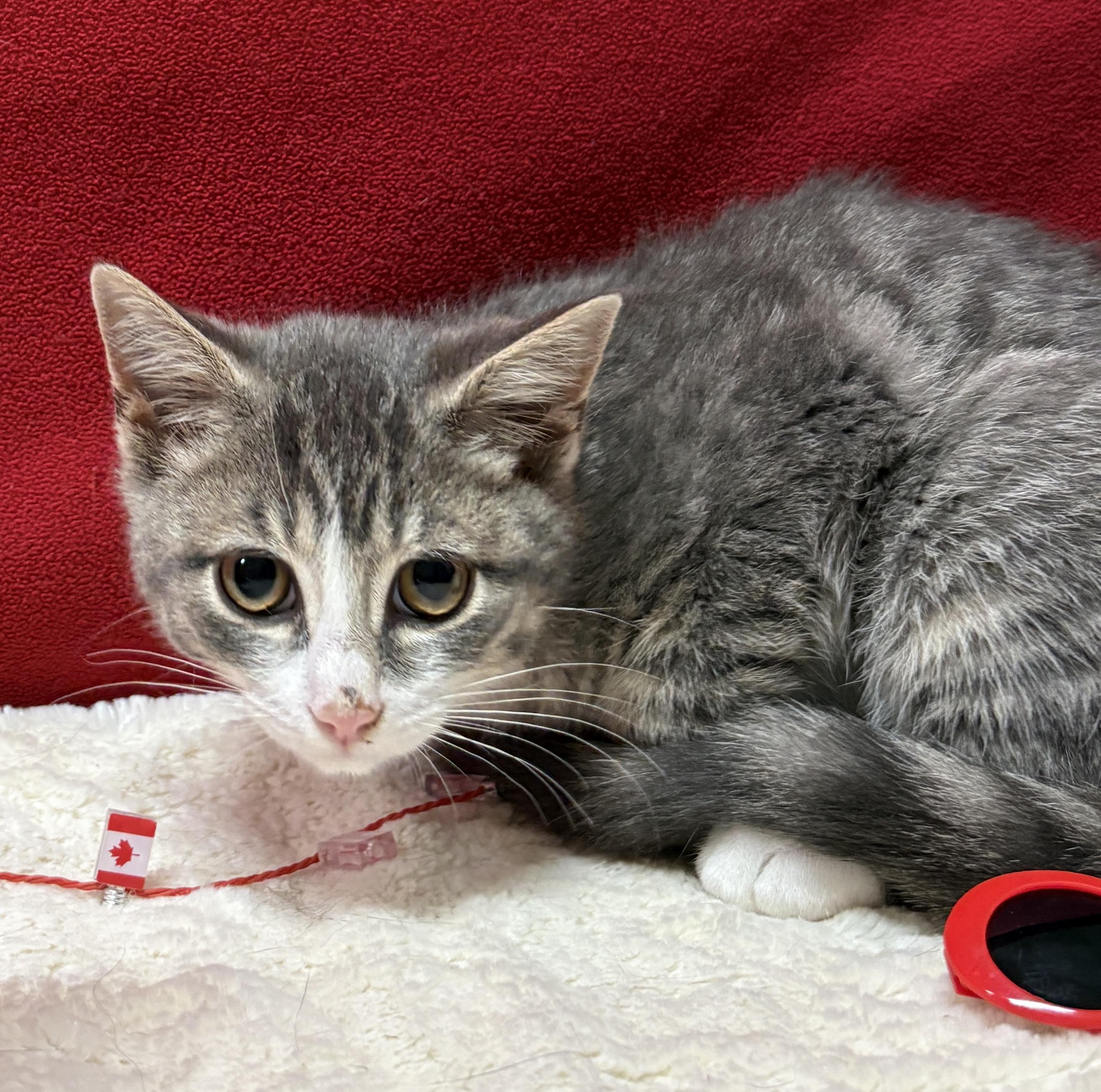 Enlarge DR. PEPPER, an adopted Domestic Short Hair in Tillsonburg, ON image 2/4
