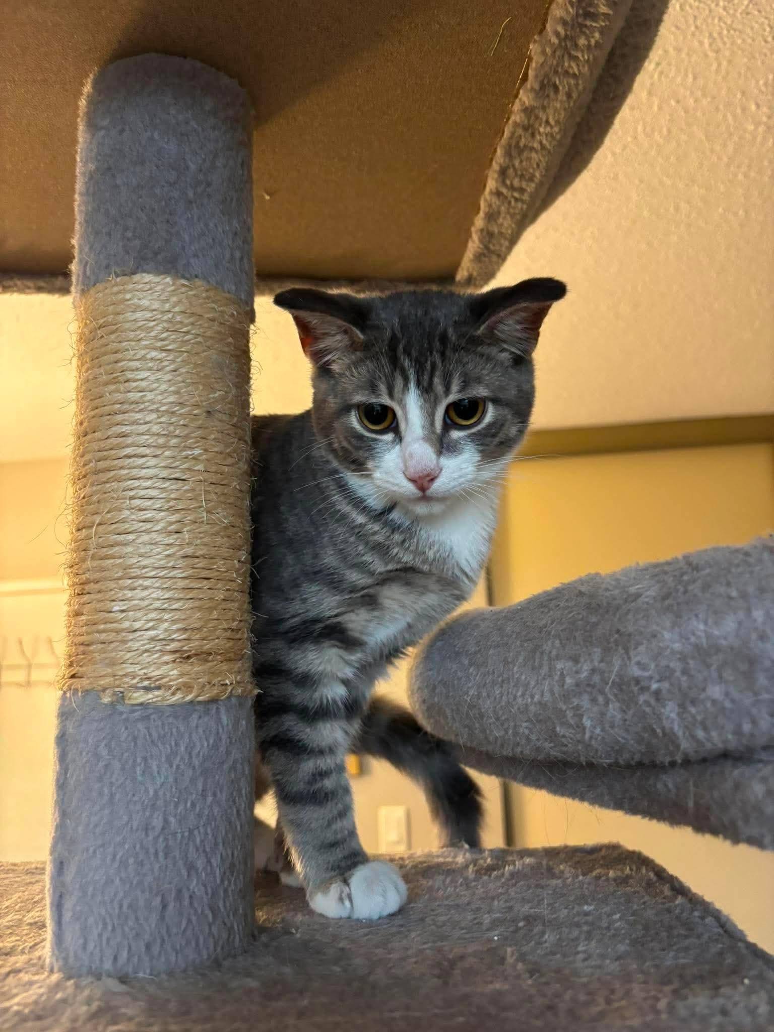 Enlarge DR. PEPPER, an adopted Domestic Short Hair in Tillsonburg, ON image 1/4
