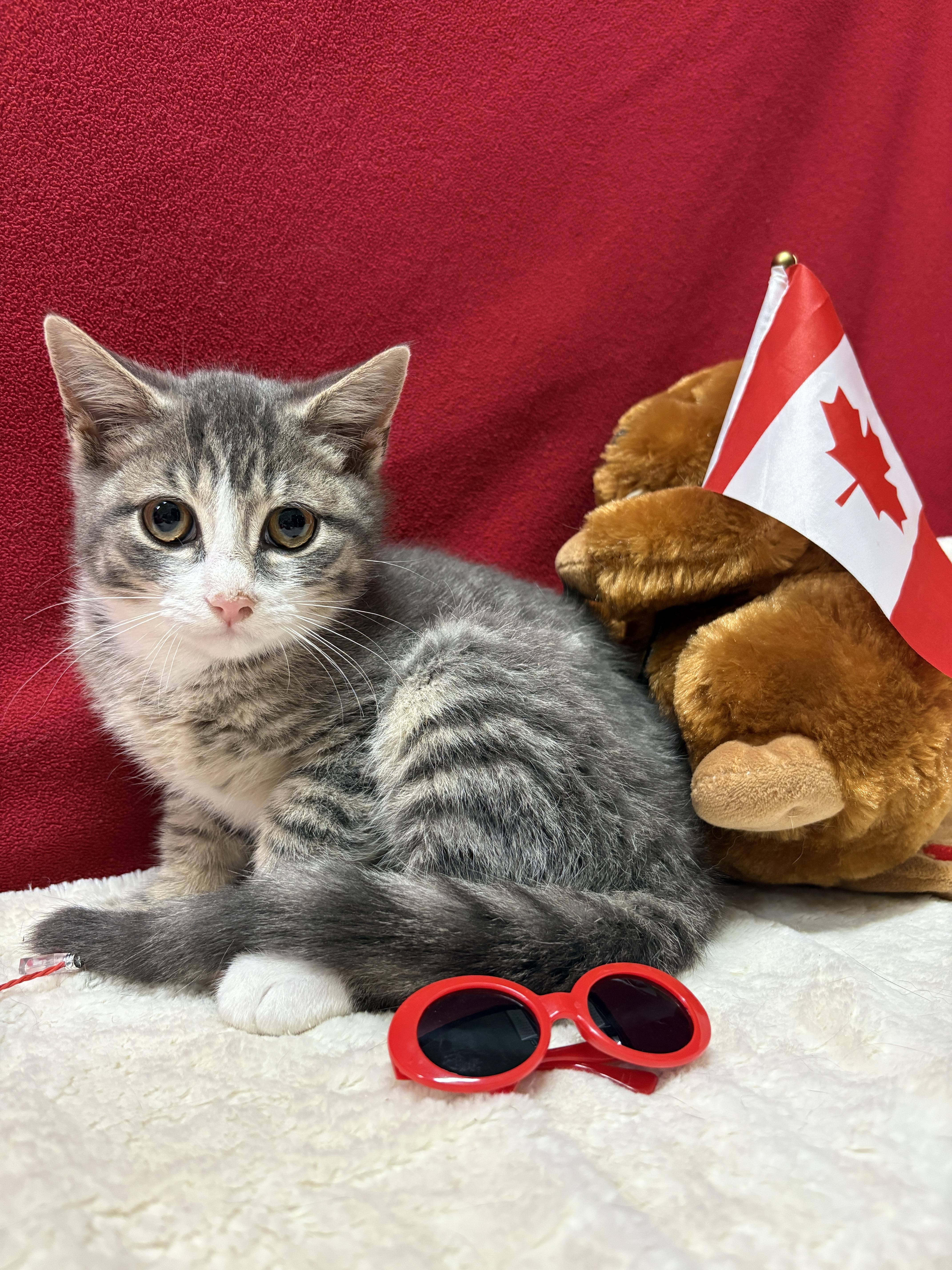 Enlarge DR. PEPPER, an adopted Domestic Short Hair in Tillsonburg, ON image 3/4