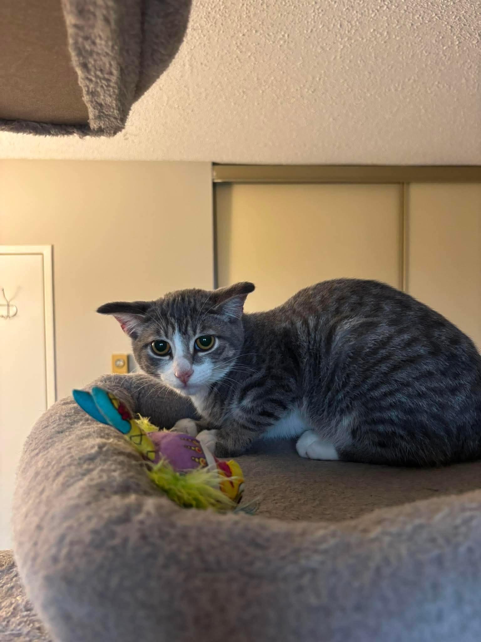 Enlarge DR. PEPPER, an adopted Domestic Short Hair in Tillsonburg, ON image 4/4