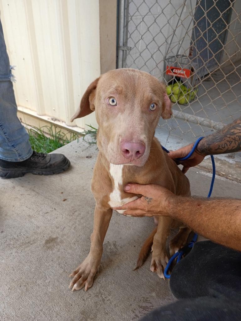 Enlarge Hudson, a Adoptable mixed breed in Albany, GA image 1/6
