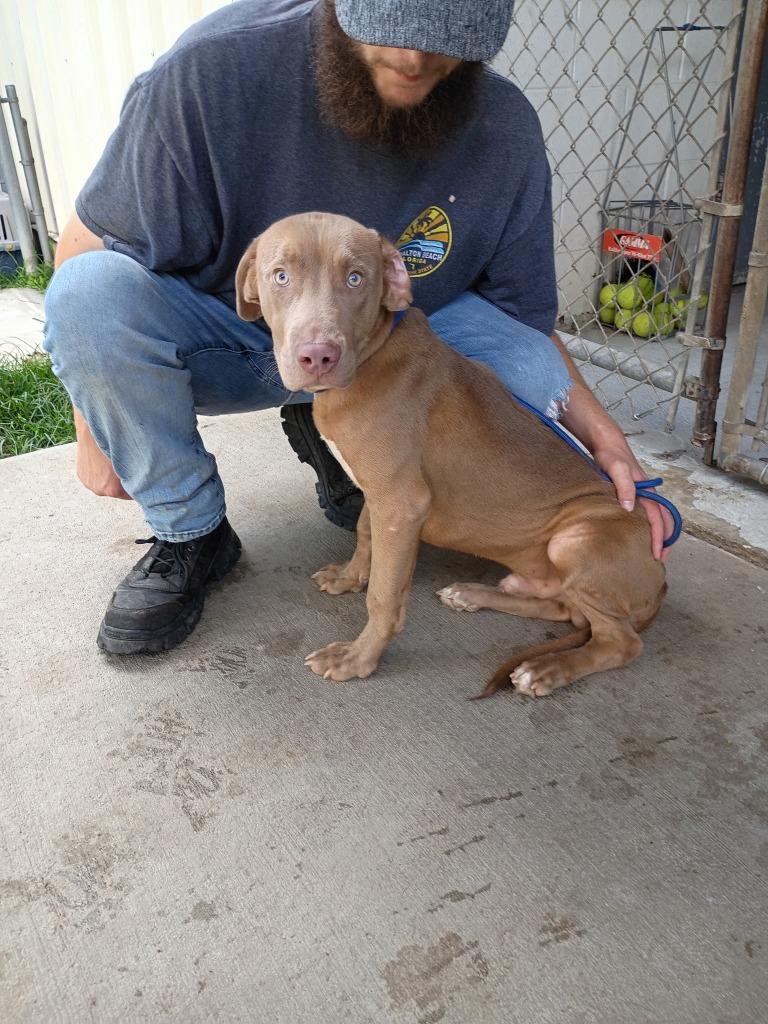 Enlarge Hudson, a Adoptable mixed breed in Albany, GA image 2/6