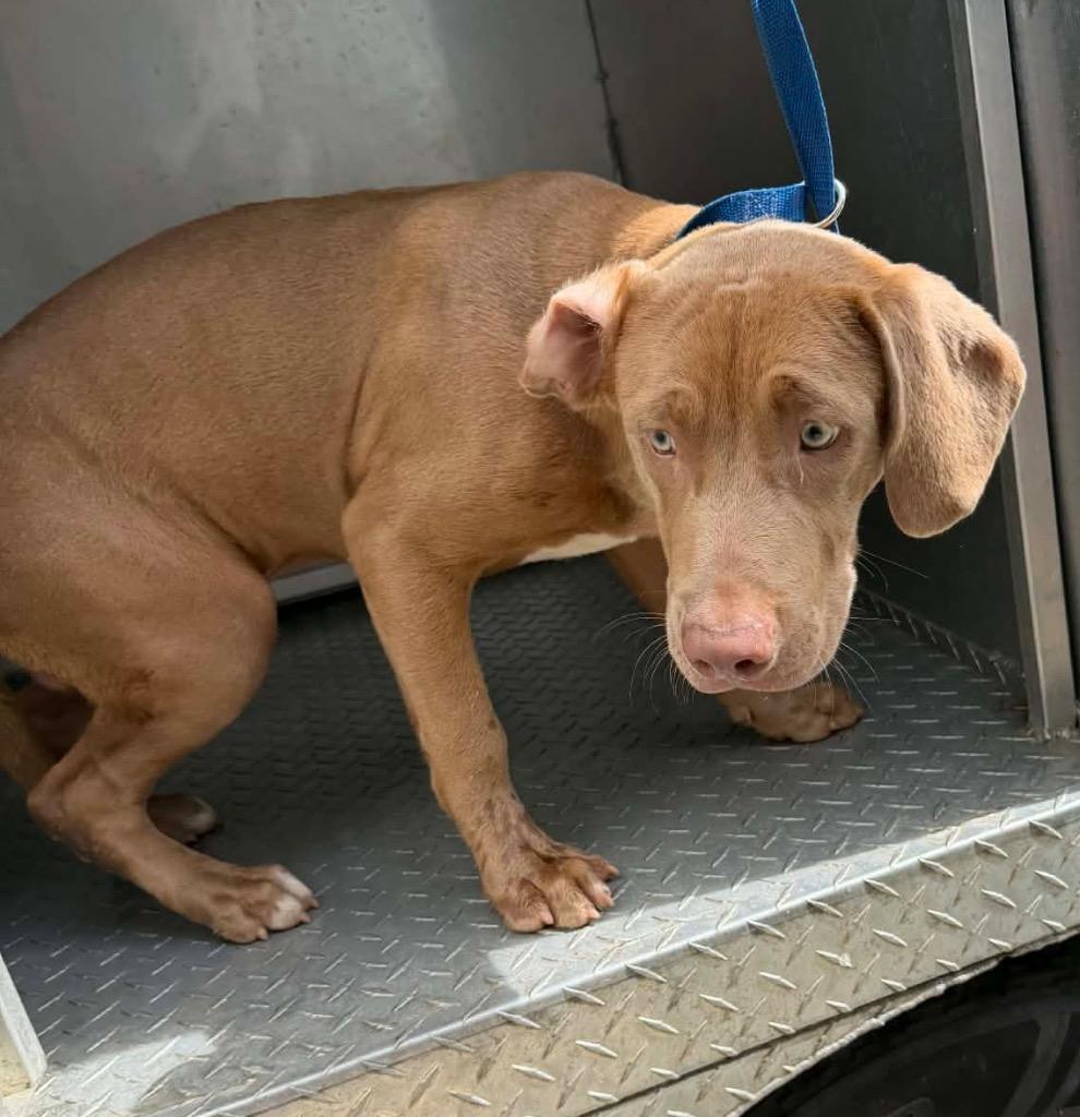 Enlarge Hudson, a Adoptable mixed breed in Albany, GA image 4/6