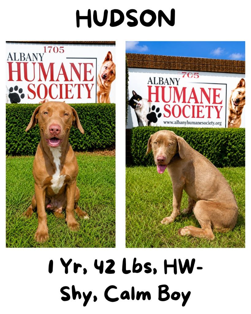 Enlarge Hudson, a Adoptable mixed breed in Albany, GA image 5/6