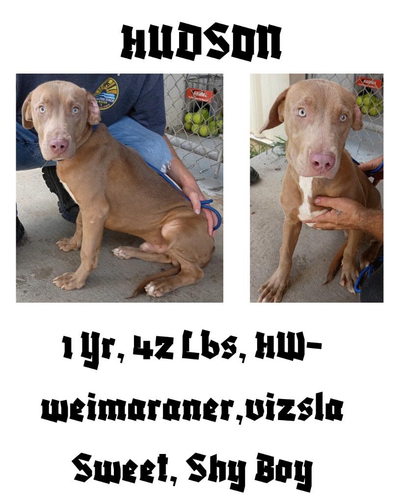 Enlarge Hudson, a Adoptable mixed breed in Albany, GA image 6/6
