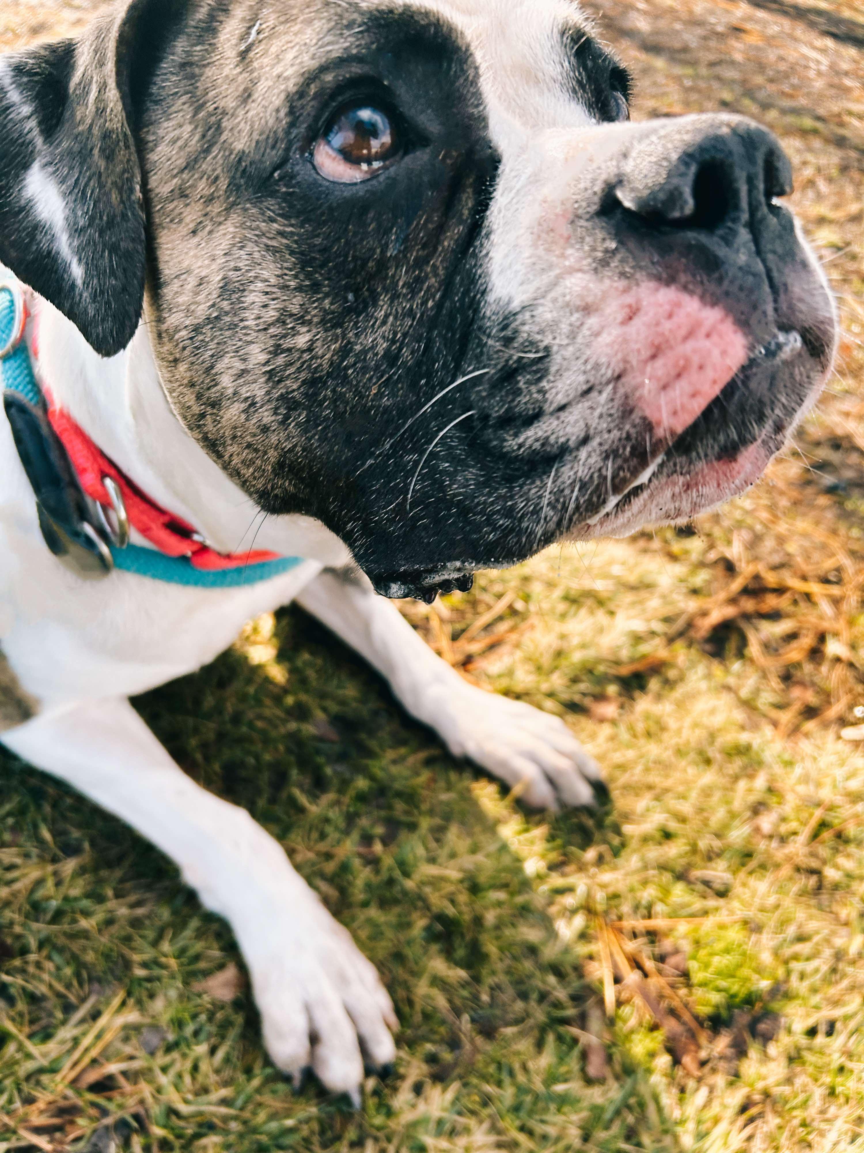 Enlarge 24-472 Julie, a Adoptable American Bulldog in Amityville, NY image 6/6