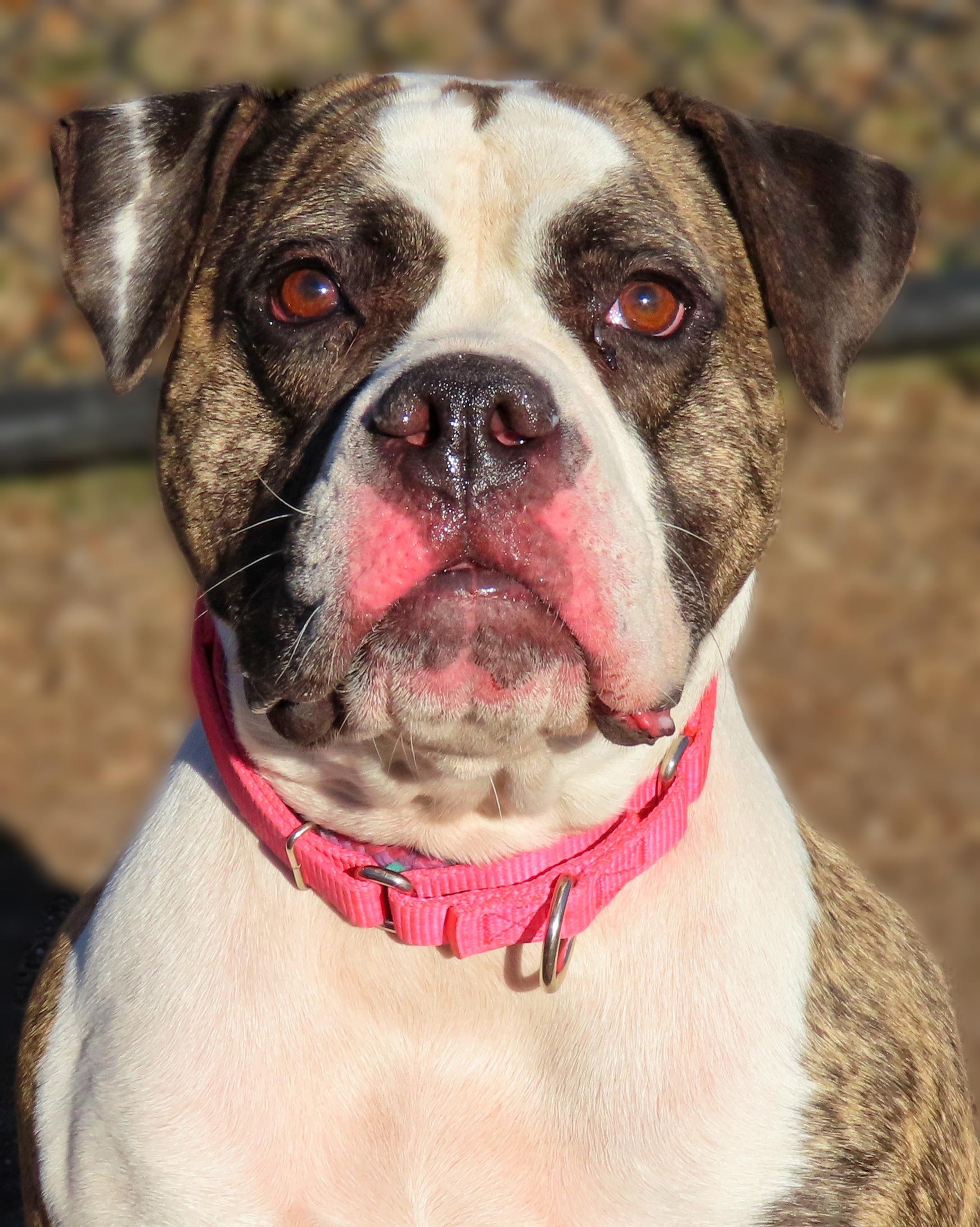 24-472 Julie, Adult Female American Bulldog